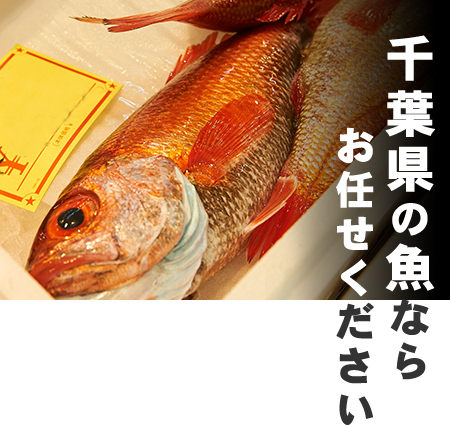 千葉県の魚なら